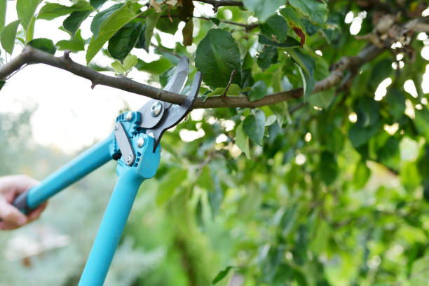 Best Arborist Services Near Me  in Fort Ashby, WV